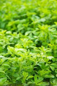 Wilted Alfalfa Greens Recipe Image